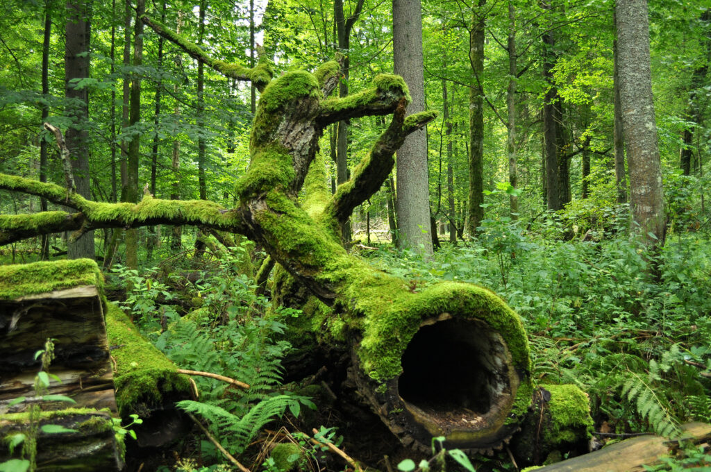 Image result for Białowieża Forest