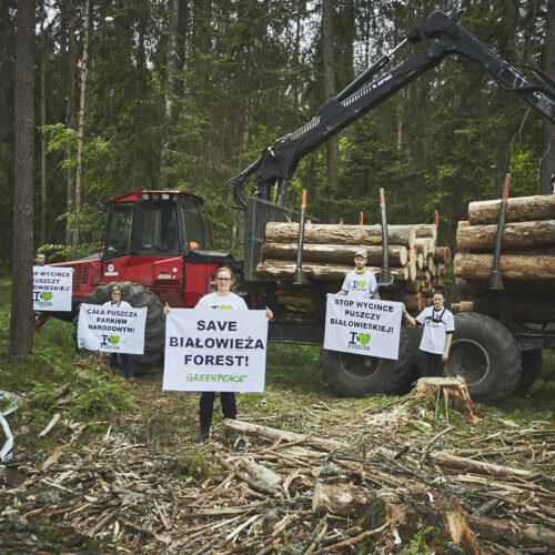 The Flourishing Polish Forest Protection Movement